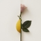 Burberry My Burberry Blush 50ML