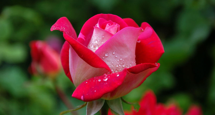 profumo rosa